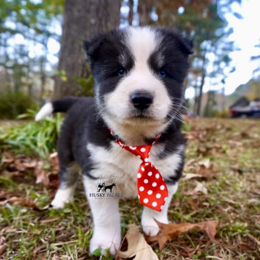 AKC Biscuit 9
